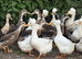 Lots of breeds of ducks