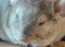 Beautiful baby beige male Chinchilla