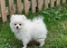 Fully Vacinated Girl Pomeranian Puppy adult weight 3 to 4 kilos. leaves with Pedigree, crate, bed,, training pads, food. Treats, toy, collar and lead.