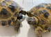 GARDEN TORTOISES