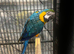 Stunning Blue and gold Macaw parrot