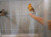 Canaries