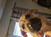 Bull herder - 7 weeks old (3 boys left)