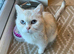 British shorthaired female