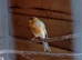 Lovely singing male canaries