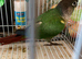 Green conures