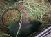 4 pure grey rabbits