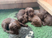Sprocker Spaniel Female Pup