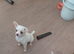 Chihuahua puppies