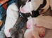 7 beautiful long-legged staffie pups
