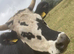 Very friendly Cookie the cow