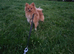 Orange pomeranian female