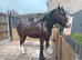Beautiful ex riding school mare and confidence giver available to share 2-3 days a week