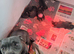 staffordshire bull terrier pups