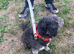 Stunning blue female schnoodle