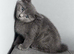 British shorthair kittens