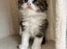 Persian kittens. Beautiful doll faced