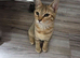 Pixie bob mixed kittens ready now
