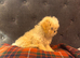 Cute Shihchon Teddy Bear Puppies