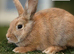 LAST Beautiful female bunny looking for their new homes!