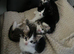 Ragdoll mix kittens