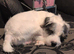 Parson terrier
