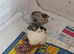 Available Tiny Button Quail Pair 1 x  Rarer Colour Tuxedo Pied Boy and 1 x Lovely Girl &pound;19 the pair