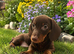 Dachshund boy