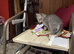 Beautiful Kittens for sale