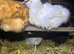 Silkie point of lay females