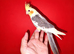 Super silly hand tamed baby cockatiels