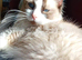 Male ragdoll ready now