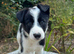 Beautiful Collie Puppies for Sale