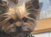Yorkshire Terrier 11 Weeks