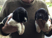 Beautiful Springer Spaniel pups for sale