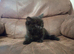 Main coon cross