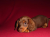 Miniature Dashound