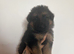 8 beautiful German shepherd pups