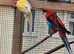 Rosella for sale