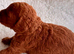 Gorgeous Toy Cockapoo