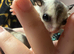 Twin boy sugar gliders.