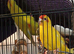 Kakariki's handtame kakariki hens