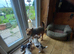 Jack Russell puppies