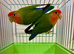 Peach Face Breeding Pair of Love Birds Peach Faced