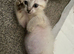 Ready To Leave Now - Mixed Sphynx kittens
