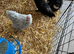 Perkin bantam chicks