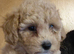 Poochoon pups