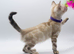 Stunning TICA Registered Bengal Kittens