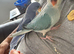 Hand-Reared Indian Blue Cleartail Ringneck