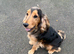 FOR STUD KC REG SHOW COCKER SPANIEL